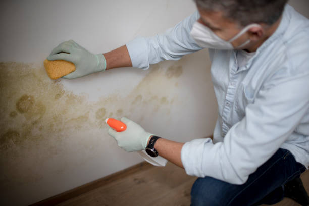 Mold Testing and Removal in Rushford, MN